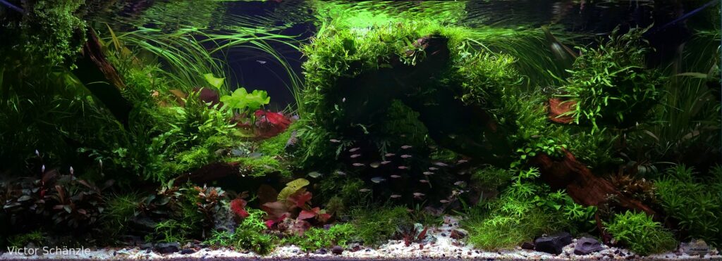 Dark Nature - Aqua Plants Hub