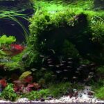 Dark Nature - Aqua Plants Hub