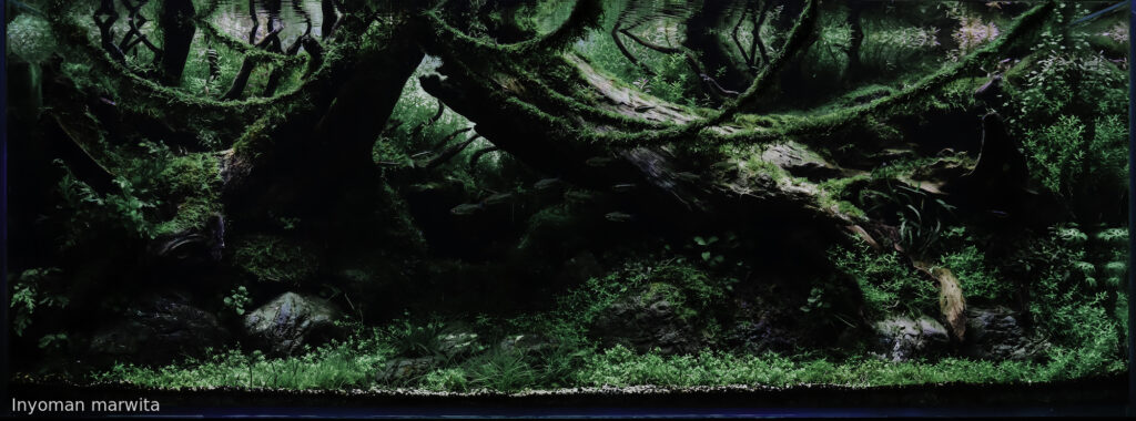 Dimension - Aqua Plants Hub
