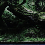 Dimension - Aqua Plants Hub