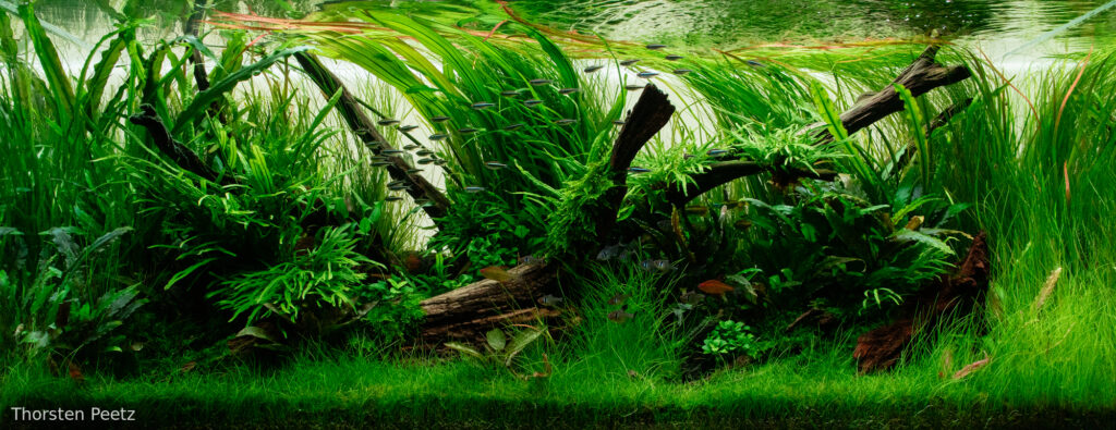 Down - Down (AGA 2025 #1278) - Aqua Plants Hub