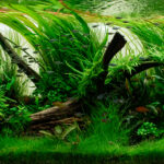 Down - Down (AGA 2025 #1278) - Aqua Plants Hub