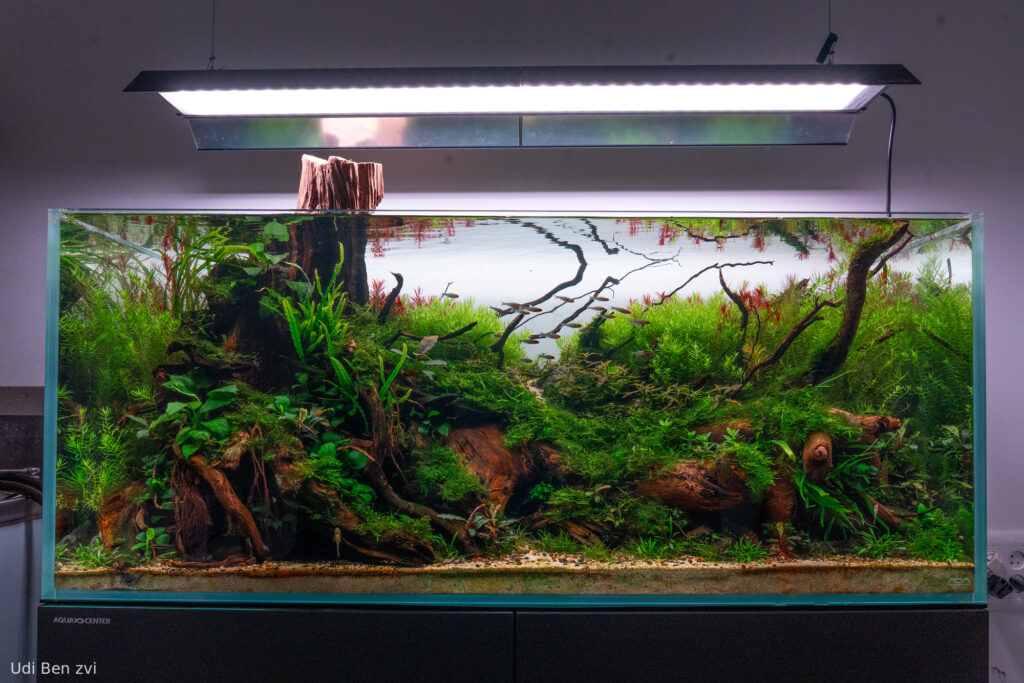 Down - Down (AGA 2025 #1132) - Aqua Plants Hub