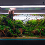 Down - Down (AGA 2025 #1132) - Aqua Plants Hub