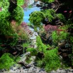 Dragon - Dragon (AGA 2025 #1211) - Aqua Plants Hub