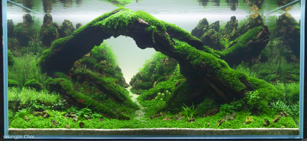 Dragon Canyon 2 - Aqua Plants Hub