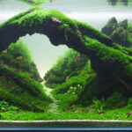 Dragon Canyon 2 - Aqua Plants Hub