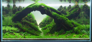 Dragon Canyon 2 - Aqua Plants Hub