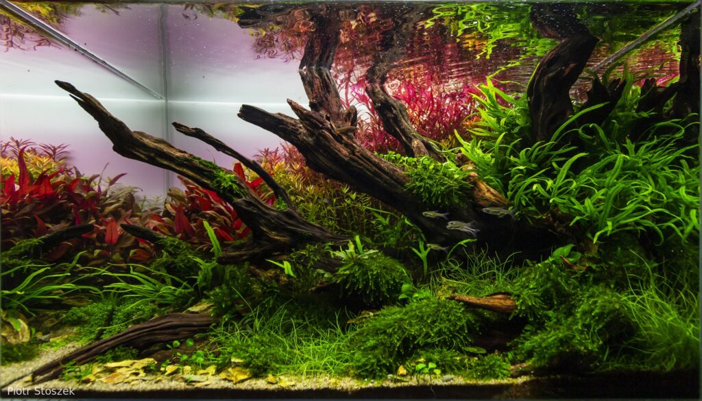 Dragon Tail - Aqua Plants Hub