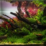 Dragon Tail - Aqua Plants Hub