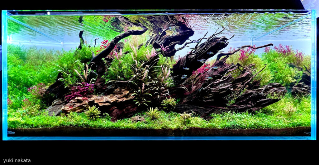Dragon's Back - Dragon’s Back - Aqua Plants Hub