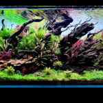 Dragon's Back - Dragon’s Back - Aqua Plants Hub