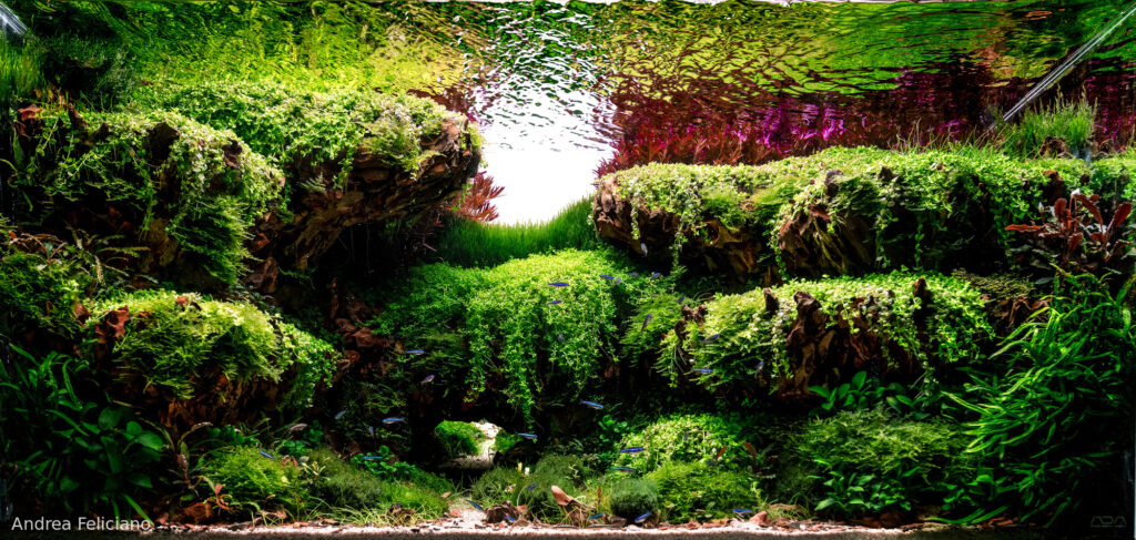 Dragonscale Pass - Aqua Plants Hub
