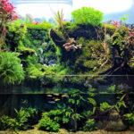 Dream Canyon - Aqua Plants Hub