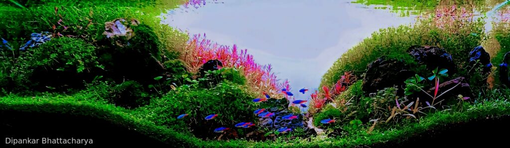 Dream underwater - Aqua Plants Hub