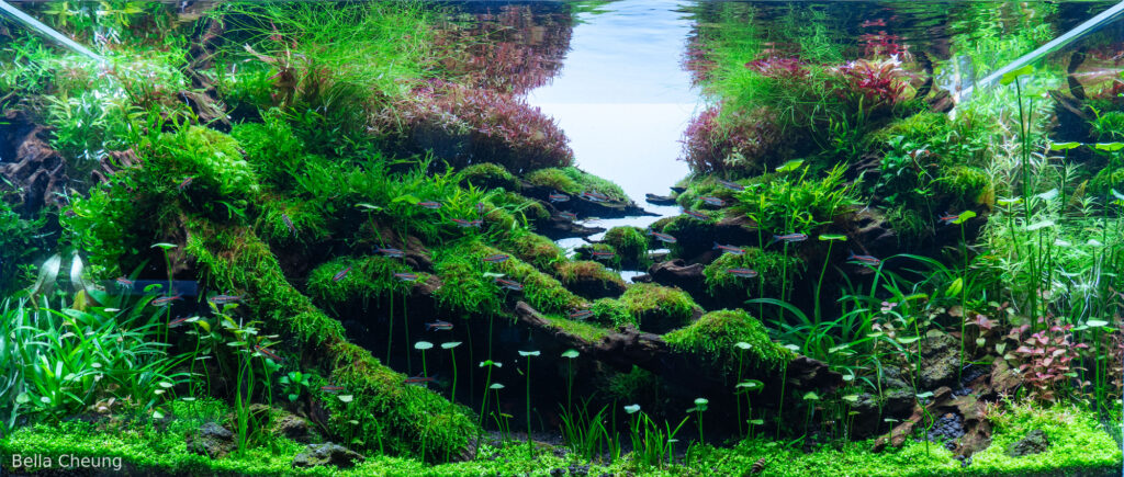 Drifted Dream - Aqua Plants Hub