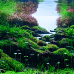 Drifted Dream - Aqua Plants Hub