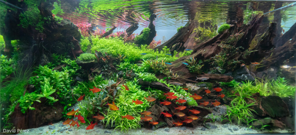 Drowned tree - Aqua Plants Hub