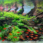 Drowned tree - Aqua Plants Hub