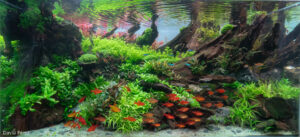 Drowned tree - Aqua Plants Hub