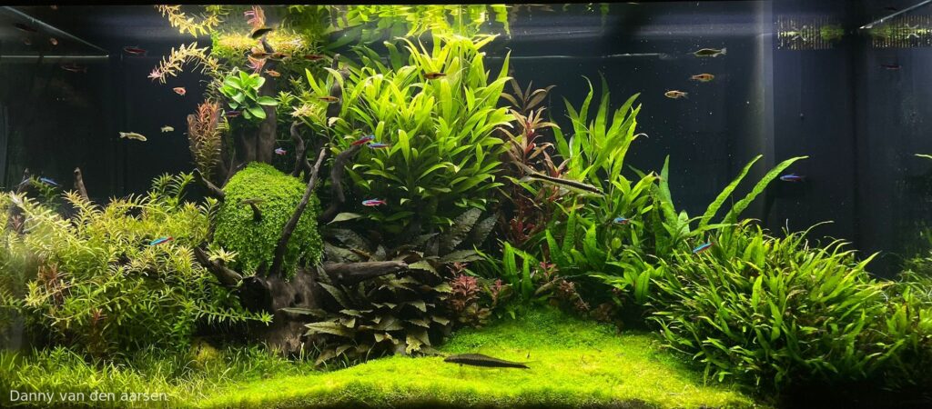Dutch garden - Aqua Plants Hub