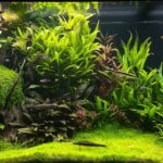 Dutch garden - Aqua Plants Hub