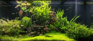 Dutch garden - Aqua Plants Hub