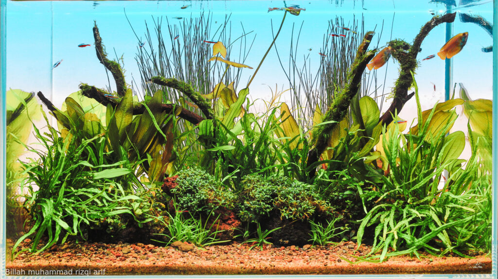 E hinidorus paradise - Aqua Plants Hub