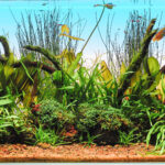 E hinidorus paradise - Aqua Plants Hub