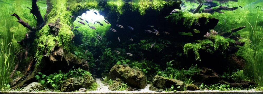 Earthly Memory - Aqua Plants Hub