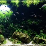 Earthly Memory - Aqua Plants Hub
