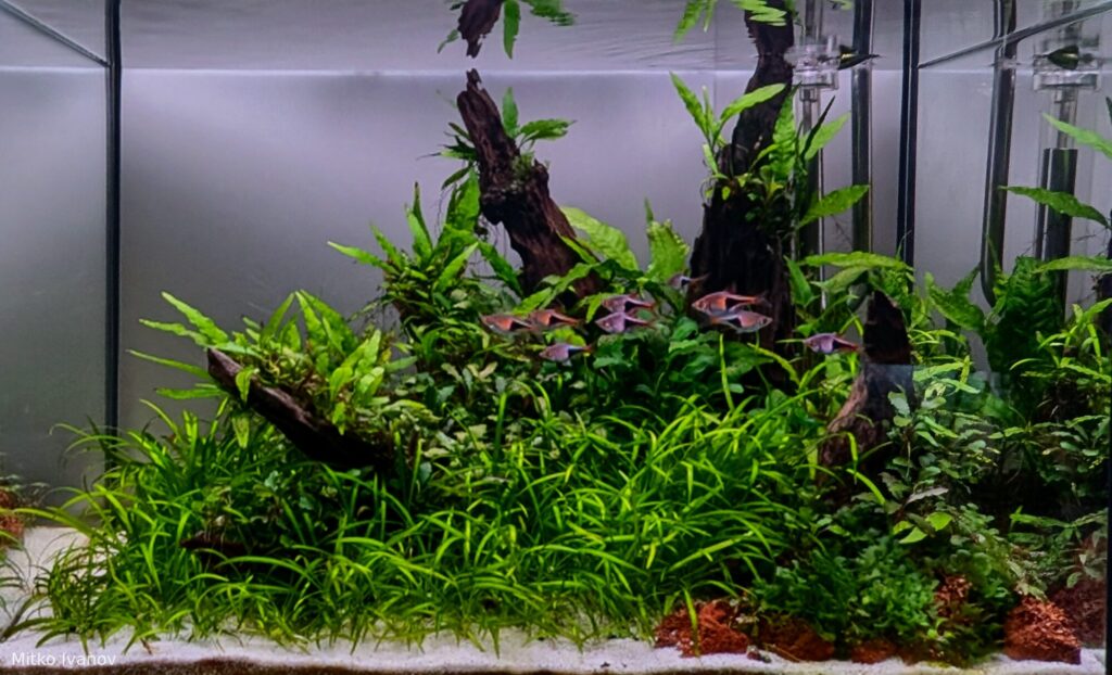 'Echoes of Eden' - ‘Echoes of Eden’ - Aqua Plants Hub
