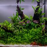 'Echoes of Eden' - ‘Echoes of Eden’ - Aqua Plants Hub