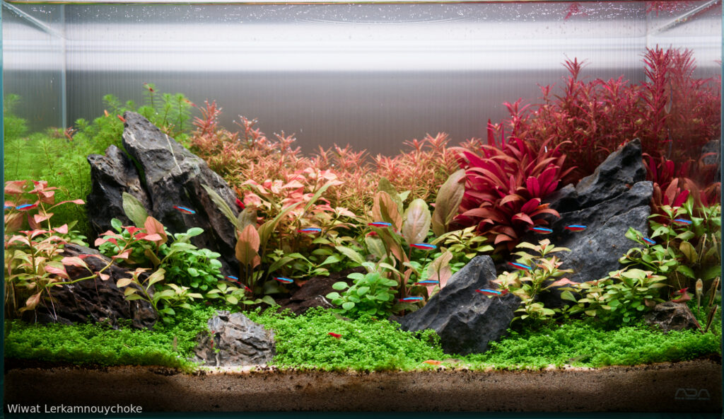 Echoes of Stone - Aqua Plants Hub