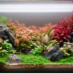 Echoes of Stone - Aqua Plants Hub