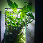 Echoes of the canopy - Aqua Plants Hub