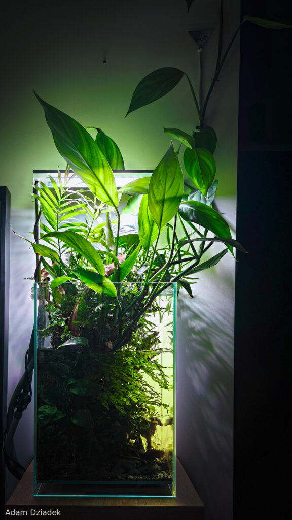 Echoes of the canopy - Aqua Plants Hub