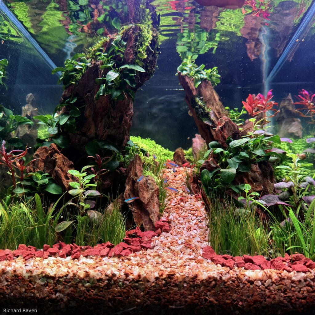 Eden - Eden (AGA 2025 #1399) - Aqua Plants Hub