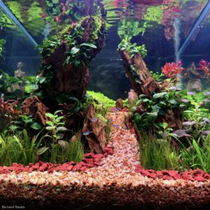 Eden - Eden (AGA 2025 #1399) - Aqua Plants Hub