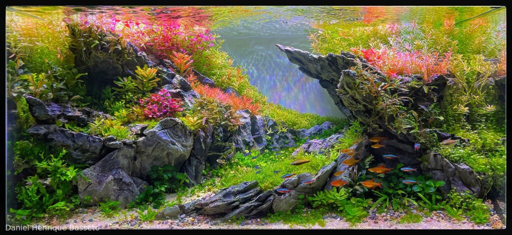 Éden - Aqua Plants Hub