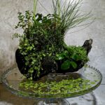 El Arca - Aqua Plants Hub