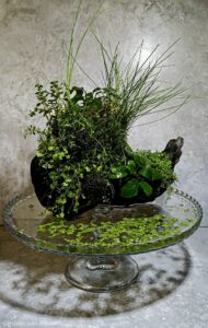 El Arca - Aqua Plants Hub