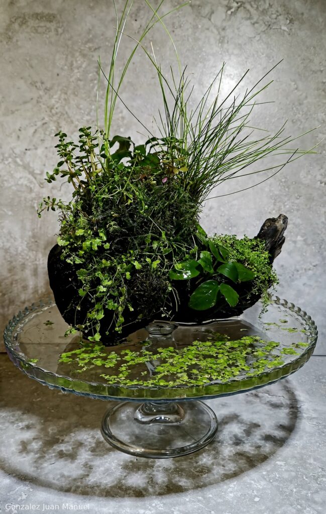 El Arca - Aqua Plants Hub