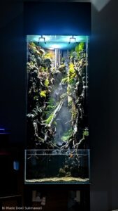 Elevate - Aqua Plants Hub