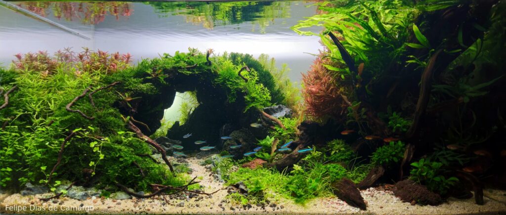 Emerald Cave - Aqua Plants Hub
