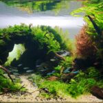 Emerald Cave - Aqua Plants Hub