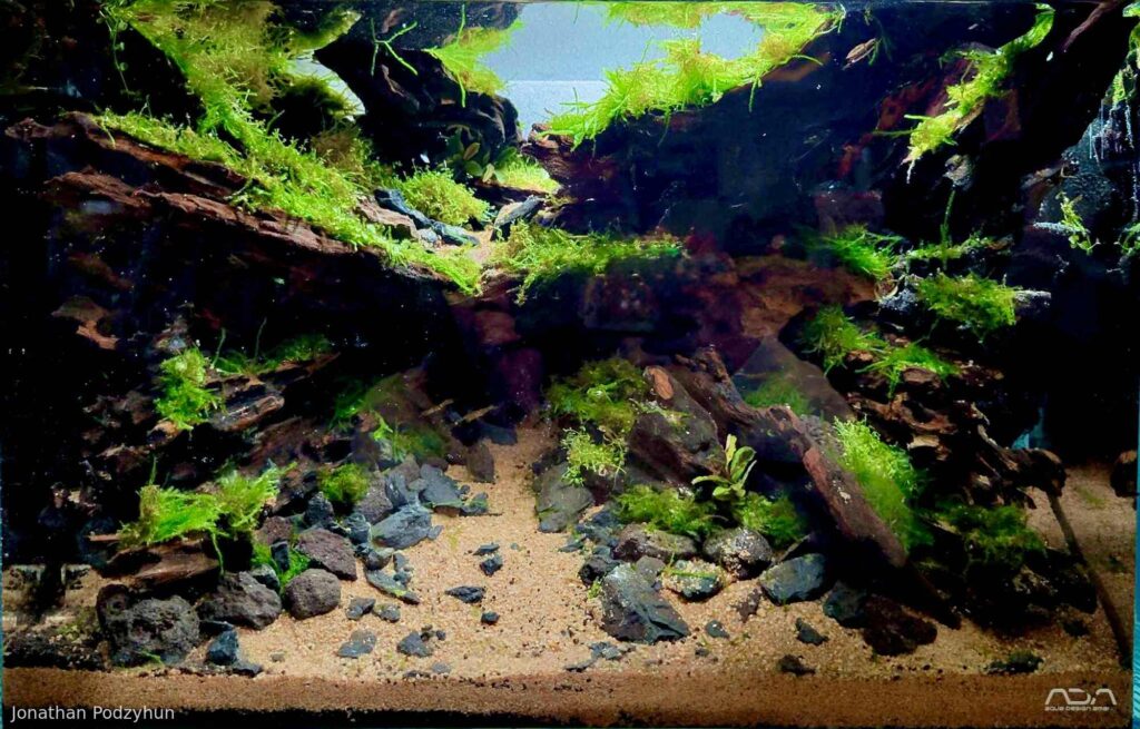 Emerald Passage - Emerald Passage (AGA 2025 #1182) - Aqua Plants Hub