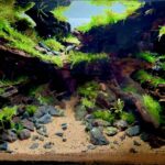 Emerald Passage - Emerald Passage (AGA 2025 #1182) - Aqua Plants Hub