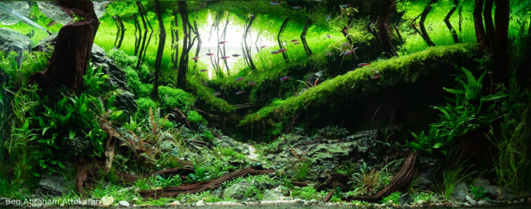 Emerald Passage (AGA 2025 #1408)