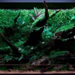 Emerald Wilds - Aqua Plants Hub